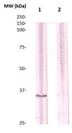 CDC2 (CDK1) Antibody in Western Blot (WB)