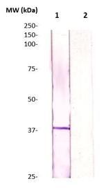 CDC2 Antibody in Western Blot (WB)