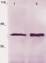 Phospho-LSP (Ser190) Antibody in Western Blot (WB)