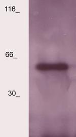 LSP Antibody in Western Blot (WB)