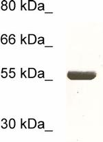 Desmin Antibody in Western Blot (WB)