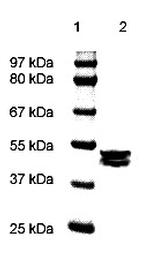 ERK1/2 (P44-MAPK) Antibody in Western Blot (WB)