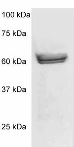 Phospho-p56-LCK (LSK) (Tyr505) Antibody in Western Blot (WB)