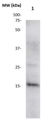 Id3 Antibody in Western Blot (WB)