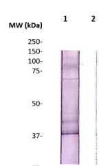 NKX3.1 Antibody in Western Blot (WB)