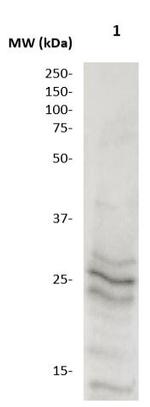 GADD153 Antibody in Western Blot (WB)