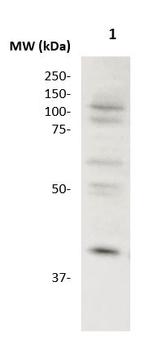 CCR1 Antibody in Western Blot (WB)