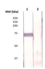 FOXP1 Antibody in Western Blot (WB)