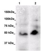 FOXP3 Antibody in Western Blot (WB)