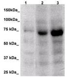 FOXP4 Antibody in Western Blot (WB)