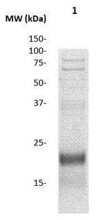Mammaglobin Antibody in Western Blot (WB)
