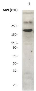 C-erbB3/HER3 Antibody in Western Blot (WB)