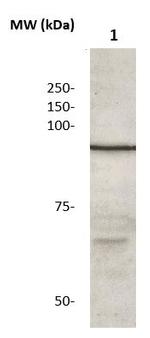 Catenin-beta Antibody in Western Blot (WB)