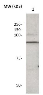Phospho-Catenin-beta (Ser37) Antibody in Western Blot (WB)