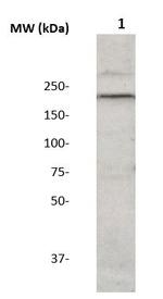 IRS-2 Antibody in Western Blot (WB)
