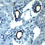 Cytokeratin-19 (CK-19) Antibody in Immunohistochemistry (Paraffin) (IHC (P))