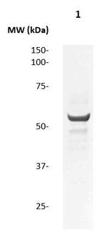 Cytokeratin-19 (CK-19) Antibody in Western Blot (WB)