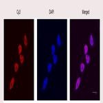 Tri-Methyl-Histone H3 (Lys4) Antibody in Immunocytochemistry (ICC/IF)