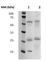 Tri-Methyl-Histone H3 (Lys4) Antibody in Western Blot (WB)