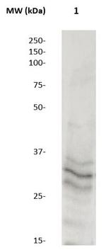 MMP-7 (Matrilysin) Antibody in Western Blot (WB)
