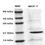 MIG 7 Antibody in Western Blot (WB)