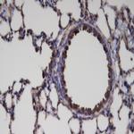 ER81 Antibody in Immunohistochemistry (Paraffin) (IHC (P))