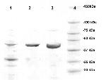 Phospho-Connexin 43 (Ser368) Antibody in Western Blot (WB)