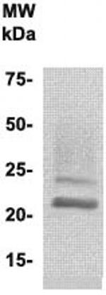 PLAC1 Antibody in Western Blot (WB)