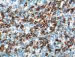 CD7 Antibody in Immunohistochemistry (Paraffin) (IHC (P))