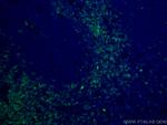 CD7 Antibody in Immunohistochemistry (PFA fixed) (IHC (PFA))