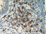CD7 Antibody in Immunohistochemistry (Paraffin) (IHC (P))
