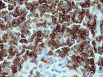 CD7 Antibody in Immunohistochemistry (Paraffin) (IHC (P))