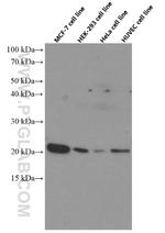 P21 Antibody in Western Blot (WB)