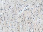 CHRNA7 Antibody in Immunohistochemistry (Paraffin) (IHC (P))