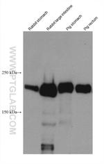 SMMHC Antibody in Western Blot (WB)