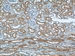 IFT88 Antibody in Immunohistochemistry (Paraffin) (IHC (P))