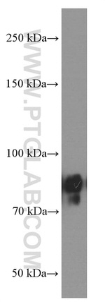 IFT88 Antibody in Western Blot (WB)