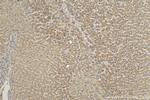 Cytoglobin Antibody in Immunohistochemistry (Paraffin) (IHC (P))