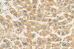 Cytoglobin Antibody in Immunohistochemistry (Paraffin) (IHC (P))
