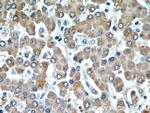 Cytoglobin Antibody in Immunohistochemistry (Paraffin) (IHC (P))