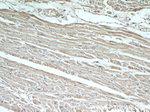 Cytoglobin Antibody in Immunohistochemistry (Paraffin) (IHC (P))