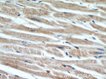 Cytoglobin Antibody in Immunohistochemistry (Paraffin) (IHC (P))
