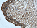 Cytoglobin Antibody in Immunohistochemistry (Paraffin) (IHC (P))
