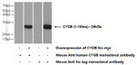 Cytoglobin Antibody in Western Blot (WB)