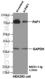 FAF1 Antibody in Western Blot (WB)
