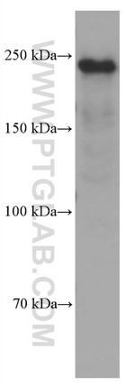 MYH9 Antibody in Western Blot (WB)