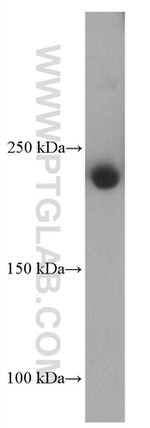 MYH9 Antibody in Western Blot (WB)