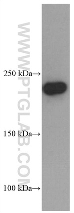 MYH9 Antibody in Western Blot (WB)