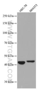 Gamma cystathionase Antibody in Western Blot (WB)