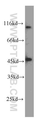 Transcription Termination Factor Antibody in Western Blot (WB)